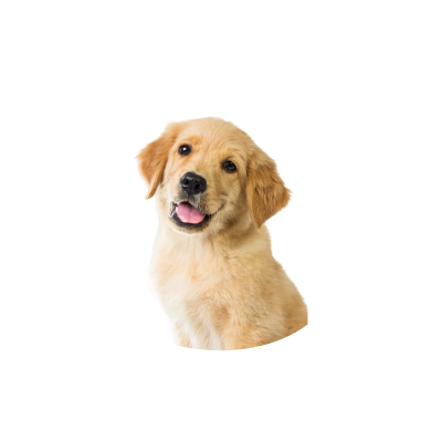 Dogs